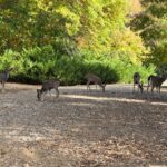 Photo 29 for Cottonwood Creek Ranch and Orchard