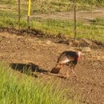 Photo 32 for Cottonwood Creek Ranch and Orchard