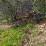 Photo 18 for Volcano Gold Acres