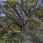 Photo 17 for Volcano Gold Acres