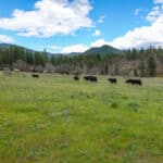 Photo 39 for Triple D Ranch