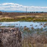 Photo 101 for Pit River Land & Cattle - Duck Club