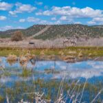 Photo 102 for Pit River Land & Cattle - Duck Club