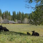 Photo 44 for Triple D Ranch