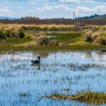 Photo 107 for Pit River Land & Cattle - Duck Club