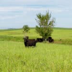 Photo 82 for RIR Ranch
