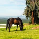 Photo 6 for RIR Ranch