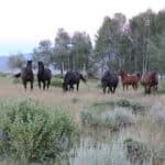Photo 3 for Northfork Ranch