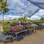 Photo 41 for Amador Flower Farm