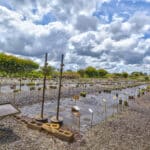 Photo 45 for Amador Flower Farm