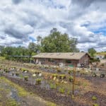 Photo 50 for Amador Flower Farm