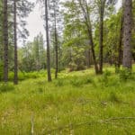 Photo 42 for Foresthill Divide