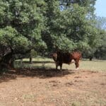 Photo 7 for Zocalo Ranch