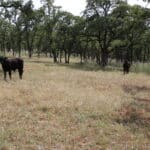 Photo 74 for Zocalo Ranch